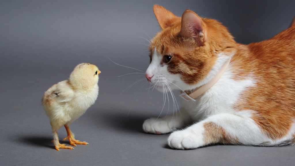 Si tienes una clínica veterinaria, hoy te enseño a comunicarte y a generar confianza real 